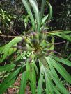 Grevillea venusta