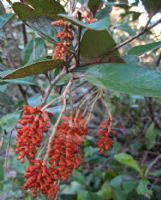 Grevillea victoriae