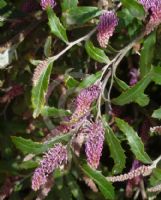 Grevillea wilkinsonii