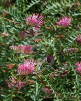 Grevillea Boongala Spinebill