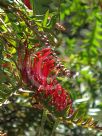 Grevillea Boongala Spinebill