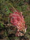 Grevillea Boongala Spinebill