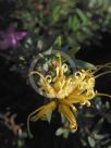 Grevillea Canterbury Gold