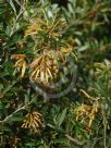 Grevillea Canterbury Gold