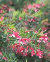 Grevillea Clearview David