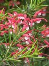 Grevillea Clearview David