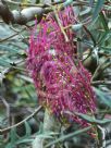 Grevillea Bronze Rambler