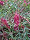 Grevillea Bronze Rambler