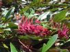 Grevillea Royal Mantle