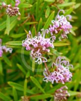 Grevillea Pink Midget
