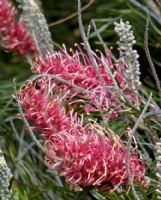 Grevillea Flamingo