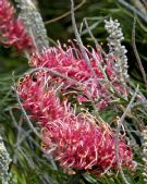 Grevillea Flamingo