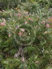 Grevillea Flamingo