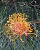 Grevillea Honey Gem