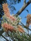 Grevillea Kay Williams