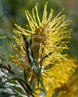 Grevillea Sandra Gordon