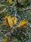 Grevillea Sandra Gordon