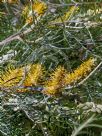 Grevillea Sandra Gordon