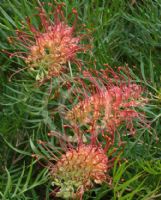 Grevillea Ned Kelly