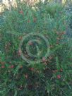 Grevillea Poorinda Constance