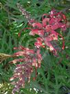 Grevillea Coconut Ice