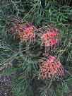 Grevillea Superb