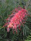 Grevillea Superb