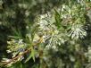 Grevillea White Wings
