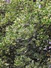 Griselinia littoralis Variegata