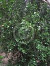 Griselinia littoralis