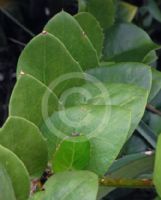 Griselinia scandens