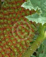 Gunnera manicata