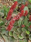 Gunnera prorepens