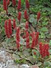 Gunnera prorepens