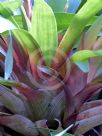 Guzmania