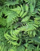 Gymnocarpium dryopteris