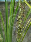 Gymnostachys anceps