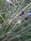 Gymnostachys anceps