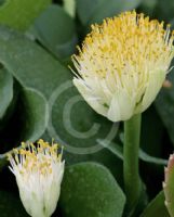 Haemanthus albiflos