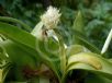 Haemanthus albiflos