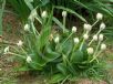 Haemanthus albiflos