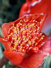 Haemanthus coccineus