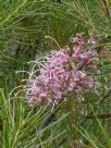 Hakea bakeriana