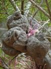 Hakea bakeriana