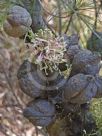 Hakea bakeriana