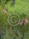 Hakea bakeriana