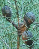 Hakea constablei