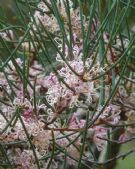 Hakea cycloptera