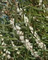 Hakea dactyloides