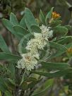 Hakea dactyloides